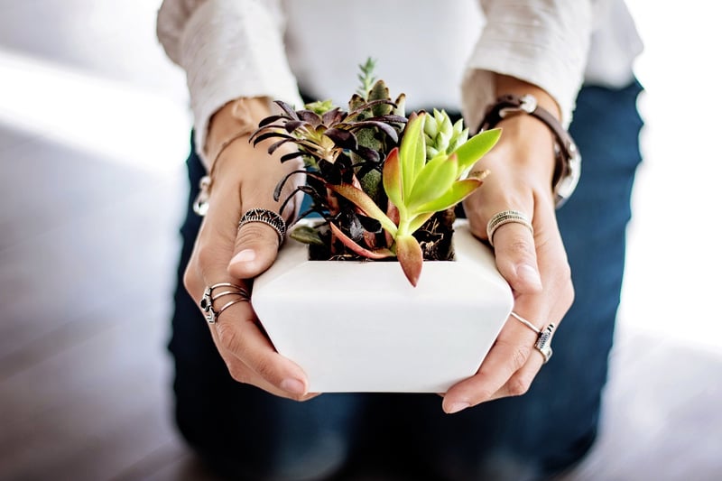 Magical plant care