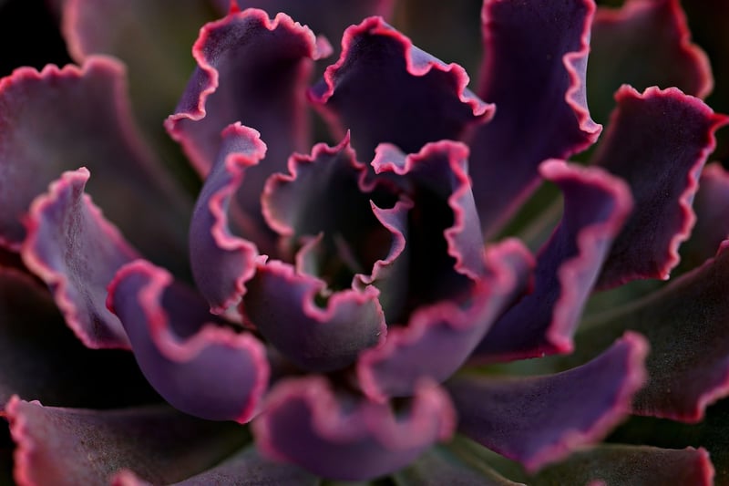 Dragon Egg Succulents